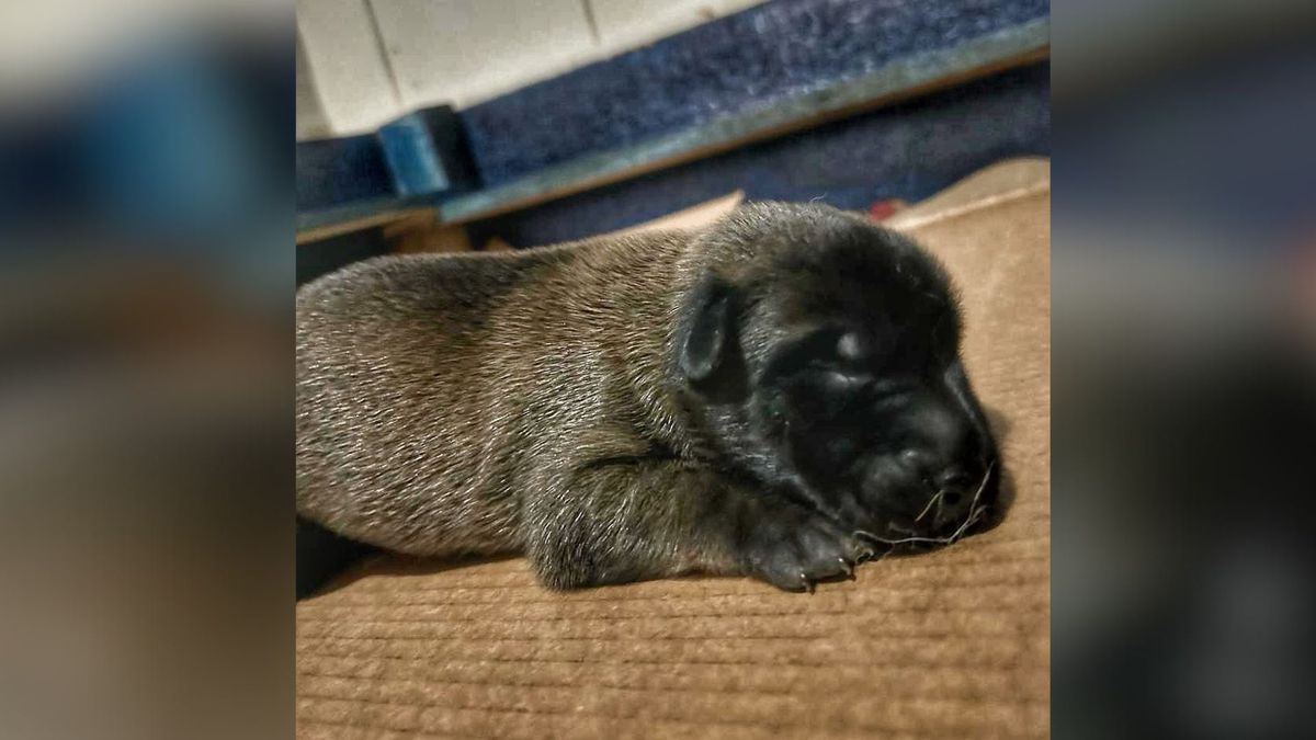 Um dos filhotes que farão parte da equipe da Polícia Militar