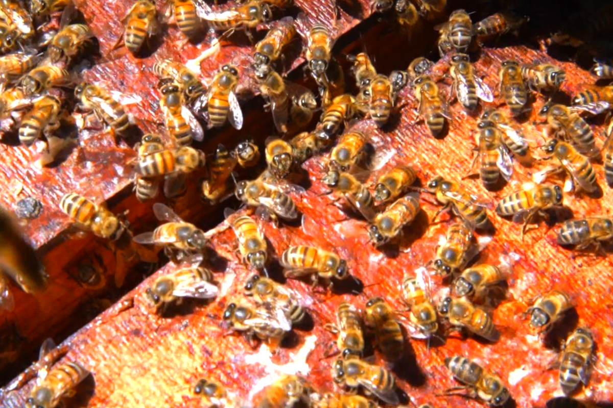 No Apiário Florin é possível conhecer de perto a produção de mel