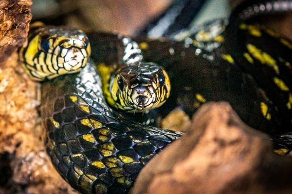 Cobra aparece em forro do telhado de casa em Domingos Martins; veja ...