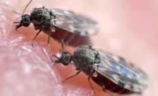 Com pelo menos 12 casos confirmados no Espírito Santo, a febre oropouche é transmitida por inseto que ataca sem horário específico