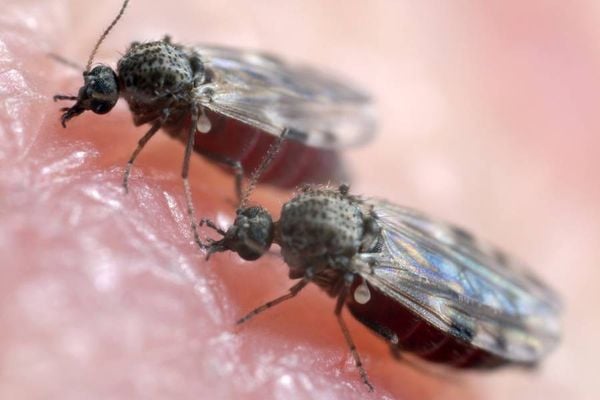 O mosquito-pólvora é o rtansmissor da febre do oropouche, que tem sintomas parecidos aos da dengue