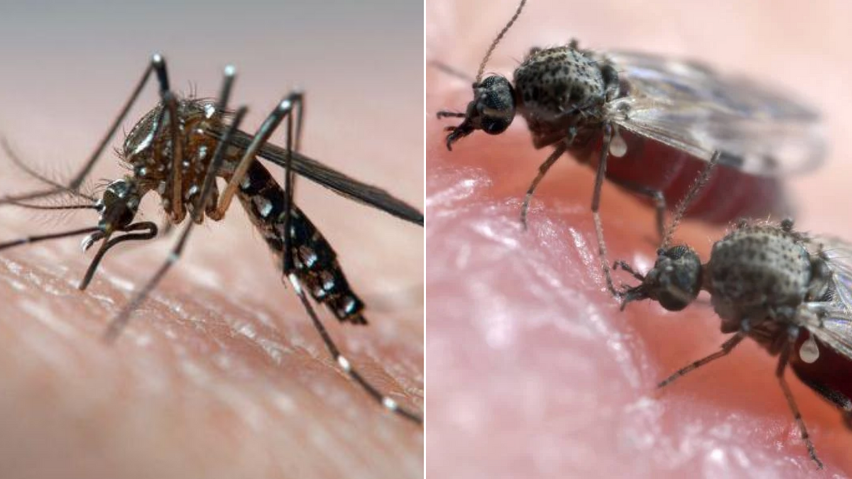 Aedes aegypti e maruim