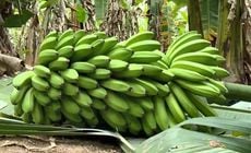Espírito Santo é referência na produção da banana Vitória, mais rentável, mais resistente a pragas e à escassez hídrica. Subvariedade foi desenvolvida a partir do cruzamento do pólen de diversas variedades da fruta