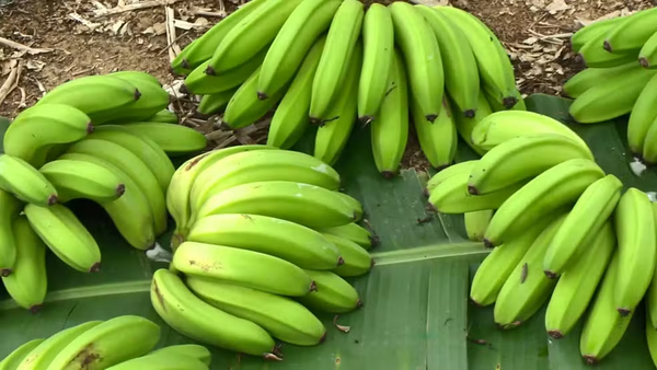 Banana Vitória é subvariedade da banana prata