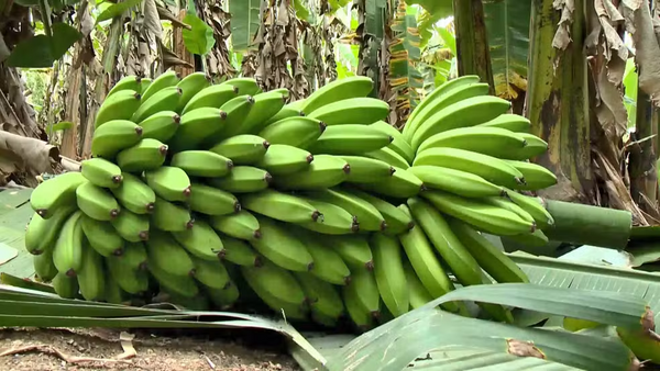 Cacho de banana da variedade Vitória pesa cerca de 50 quilos