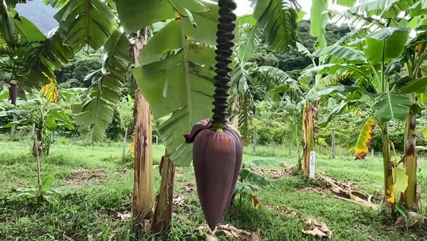 Pólen de diversas variedades foram cruzados para chegar à banana Vitória
