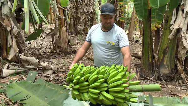 Produtor rural Adrino Quintino é referência no cultivo de banana Vitória em Alfredo Chaves, no Espírito Santo 