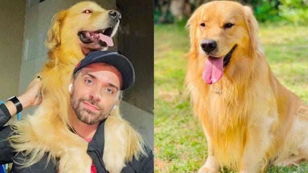 Após a morte do cão Joca, um golden retriever enviado para o aeroporto errado, a Gol Linhas Aéreas suspendeu por 30 dias a venda do serviço e o transporte de cães e gatos