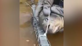 Um vídeo que mostra uma piranha mordendo lacres de uma rede de pesca em um valão em Linhares, no Norte do Espírito Santo, viralizou 