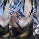 Imagem - Cão policial acha arma escondida após confronto em Vitória; veja vídeo