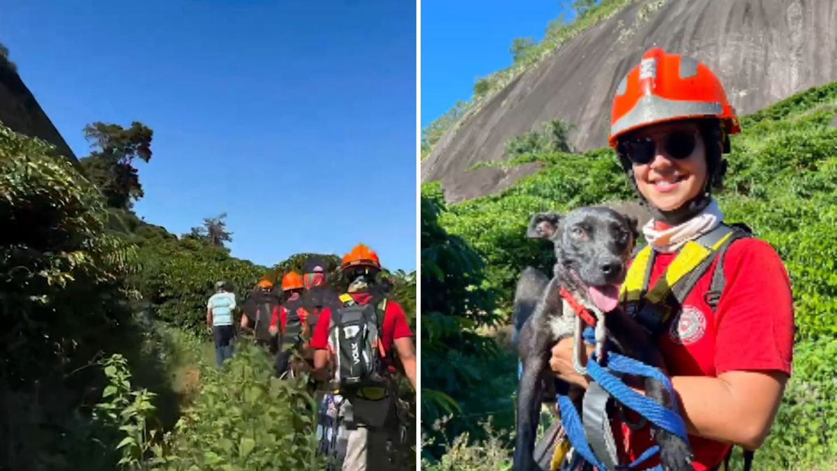 Casca de bala: Bombeiros mobilizam ação de seis horas para salvar cadela em Vargem Alta 