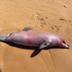 Imagem - Golfinho é encontrado morto em praia na Serra