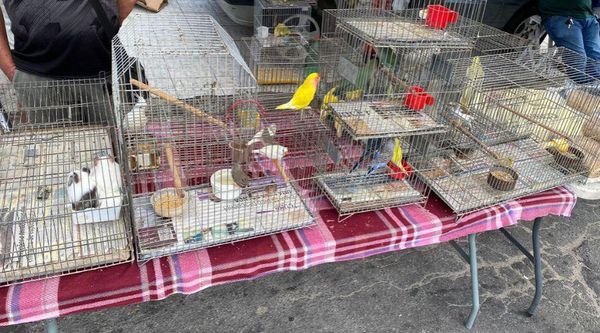 36 aves silvestres e exóticas são apreendidas na feira do Aribiri, em Vila Velha