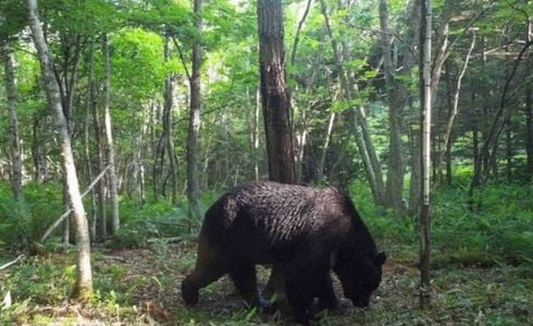 Eles foram atacados no sábado (18), na cidade de Kazuno, em Akita, enquanto recuperavam o corpo de um homem desaparecido, informou a imprensa japonesa