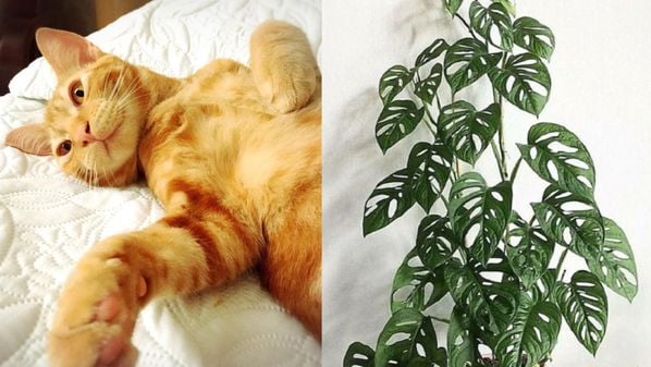 Gato do ES morreu após ingerir uma planta ornamental tóxica dentro de casa: a Monstera adansonii. Entenda