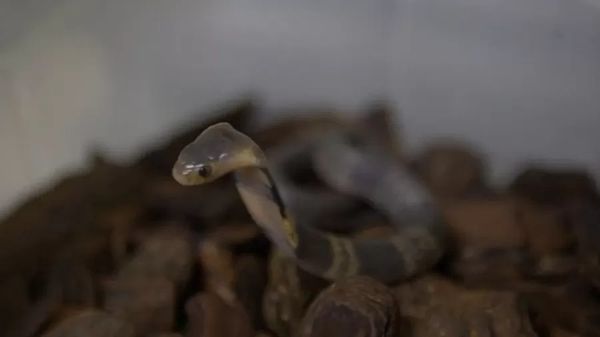 Butantan investiga desaparecimento de serpente naja de laboratório em SP