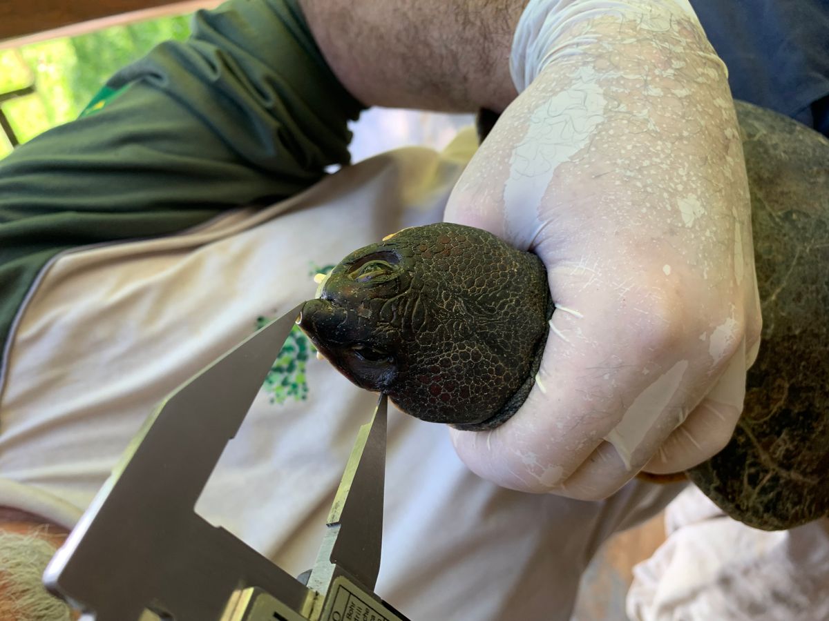Cágado ameaçado de extinção é encontrado em floresta de Cachoeiro