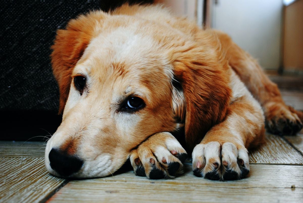 Cão, cachorro, pet