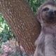 Imagem - Bichos-preguiça são resgatados na BR 101 e devolvidos à natureza no ES e BA