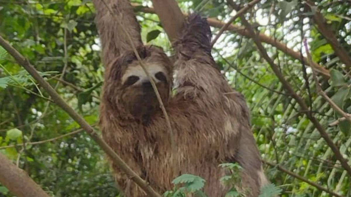 As preguiças foram resgatadas e devolvidas ao habitat natural por Divulgação/Eco 101