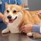 Imagem - Vacinação dos pets: o que é preciso saber?