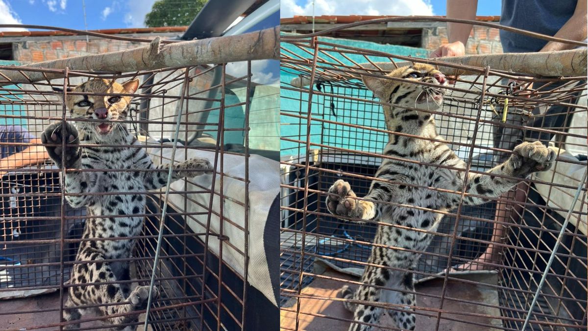 Gato maracajá é semelhante a um filhote de onça