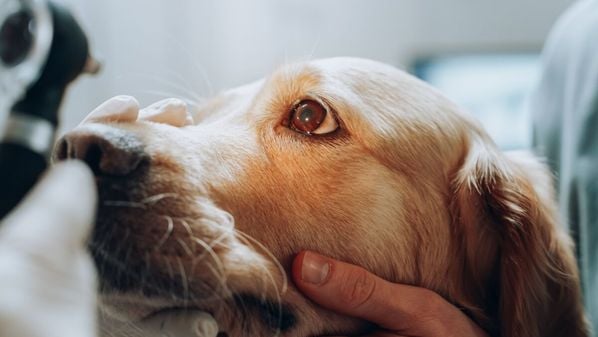 Veterinária explica os sintomas e os tratamentos para problemas que afetam os olhos dos pets