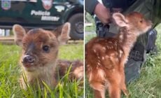 Antes de ser resgatado pela Polícia Militar Ambiental, o animal, que é uma espécie de cervídeo da Fauna brasileira, teria sido acolhido por populares após um ataque de cachorros à mãe