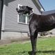 Cachorro mais alto do mundo é reconhecido pelo 'Guinness'