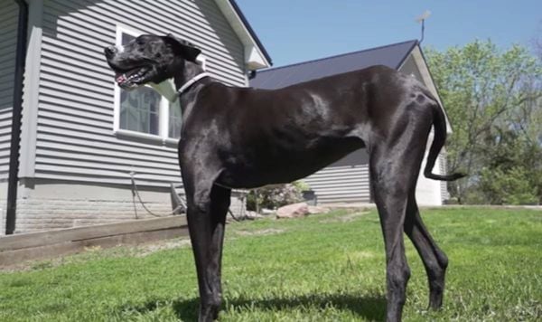 Kevin, dogue alemão que é considerado como o cachorro mais alto do mundo pelo Guinness, o Livro dos Recordes, medindo 97 cm
