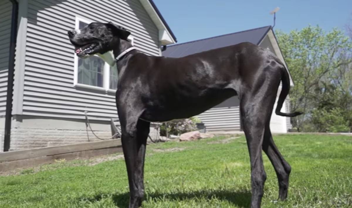 A Gazeta | Cachorro mais alto do mundo é reconhecido pelo 'Guinness'