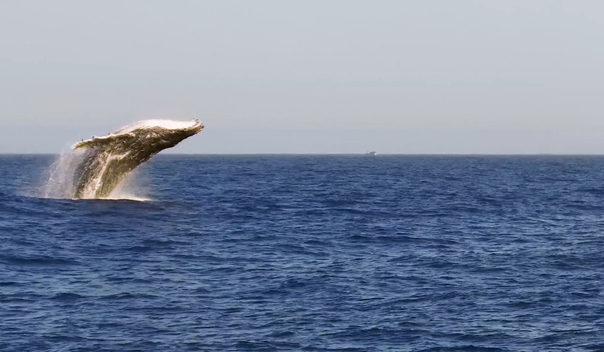Salto da baleia-jubarte impressiona turistas e rende análise a pesquisadores no Espírito Santo