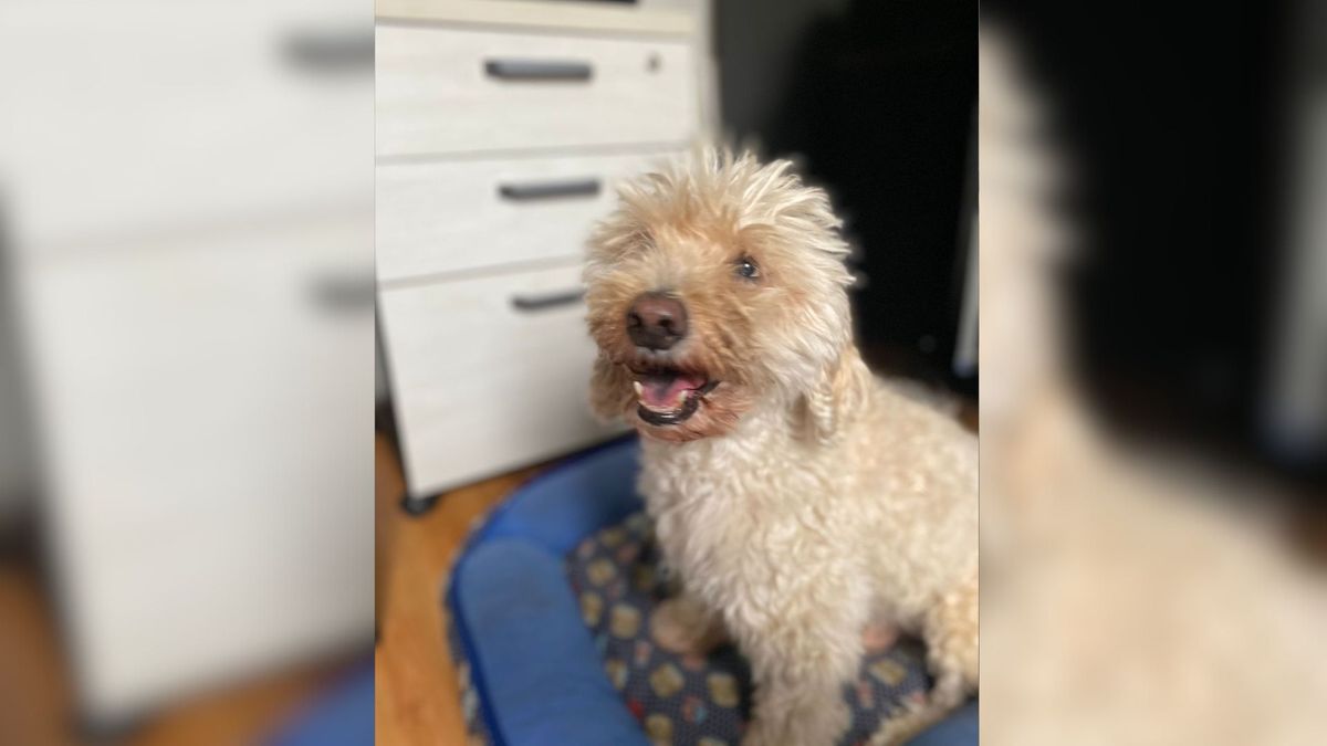 Marley Augusto foi atacado por outro cachorro enquanto passeava com a tutora em Linhares