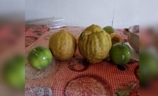 Dona Maria Waldete conta que o mesmo limoeiro já havia produzido um limão de 1 kg e que agora, mesmo sem cuidados especiais, a árvore deu uma fruta ainda maior