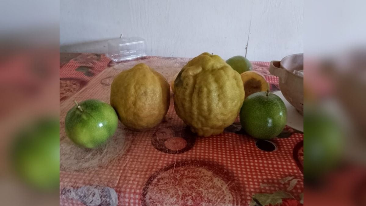 Maracujás ao lado dão noção do tamanho do limão colhido em Linhares