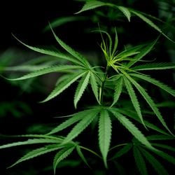 O objetivo do plano é normatizar todas as etapas e garantir acesso a Cannabis medicinal para tratamento. A regulamentação deve ser finalizada até setembro de 2025