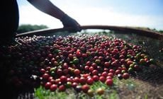 Espírito Santo registrou 7.277 novos postos de trabalho no quinto mês do ano; a agricultura representou 5.101, sendo 3.644 só para a colheita do café