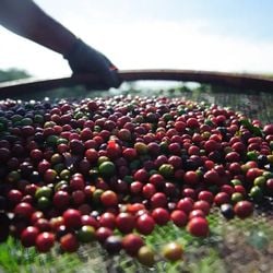 Produção total do café subiu 7,4%, chegando a 881,6 mil toneladas, enquanto a produtividade média cresceu 5,2%; confira outros dados