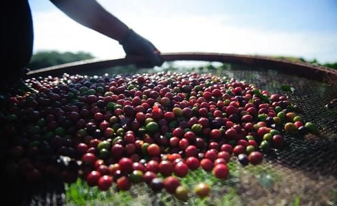 Espírito Santo registrou 7.277 novos postos de trabalho no quinto mês do ano; a agricultura representou 5.101, sendo 3.644 só para a colheita do café