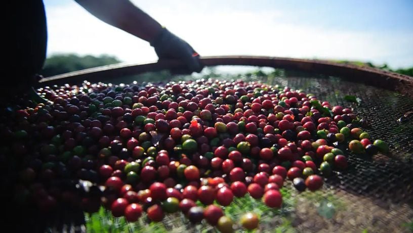 As exportações do grão produzido no Espírito Santo para os Estados Unidos tiveram queda de 19% no sétimo mês de julho na comparação com o mês anterior