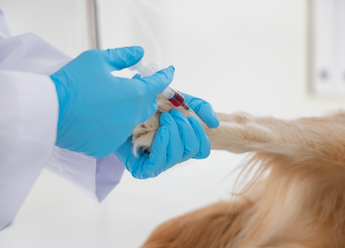 A importância da doação de sangue para pets: o caso da cachorrinha Kiara