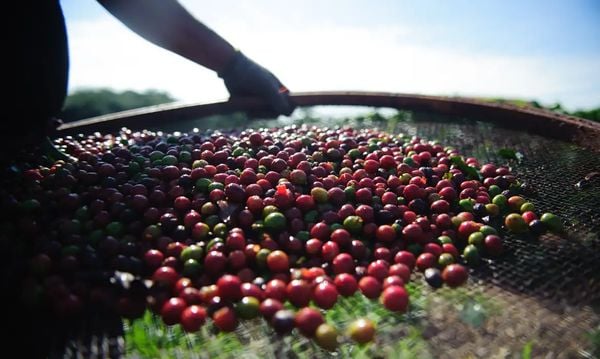 Colheita do café, agricultura, agronegócio