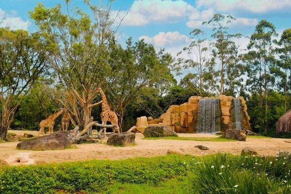 Beto Carrero World vai desativar zoológico após 32 anos de funcionamento