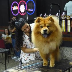 Evento reúne mais de 60 expositores, com programação gratuita para tutores e empresários, desfiles, batalhas de tosa e palestras