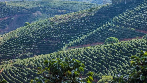 Ouça entrevista com o coordenador do Centro de Cafés Especiais do Espírito Santo, Douglas Gonzaga