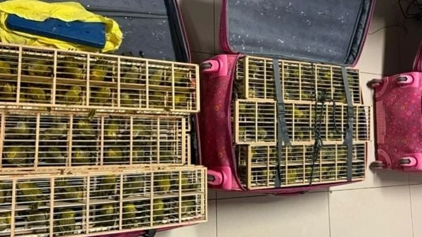 PF resgata 400 pássaros escondidos dentro de malas em aeroporto em RR
