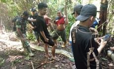 Uma mulher foi encontrada morta dentro de uma píton na Indonésia. As cobras raramente comem humanos, mas este é o segundo caso conhecido no último mês. Ambientalistas locais argumentam que a destruição do habitat está forçando as cobras a caçar mais perto dos humanos