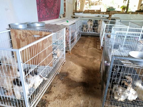 Canil clandestino é descoberto em Viana com 145 cães de raça  por Divulgação | PM Ambiental