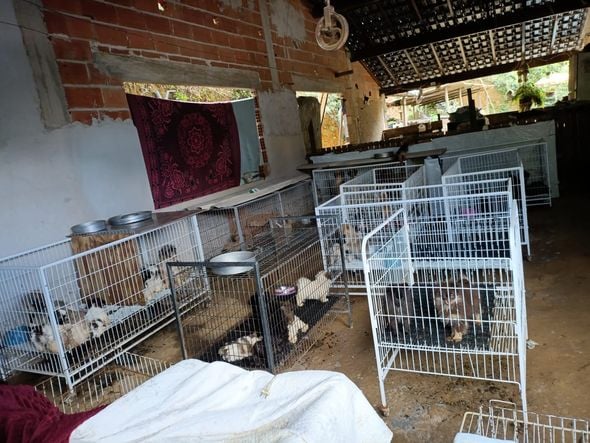 Canil clandestino é descoberto em Viana com 145 cães de raça  por Divulgação | PM Ambiental