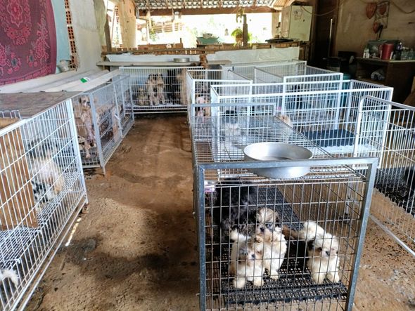 Canil clandestino é descoberto em Viana com 145 cães de raça  por Divulgação | PM Ambiental